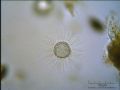 Acanthocystis sp.